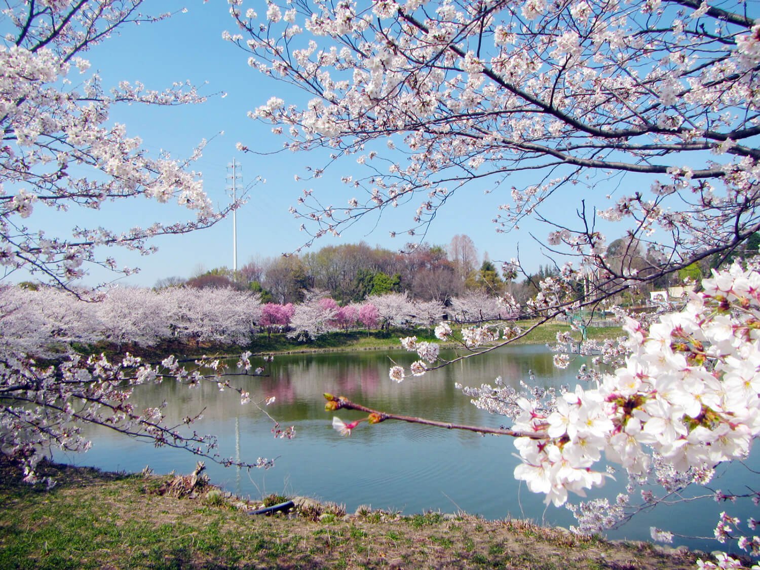 🌳 모토이바라키가와 료쿠치 공원 (타마쿠시) 이미지 7